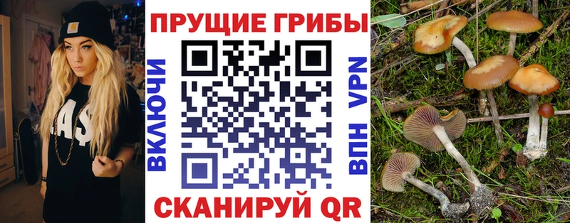 Галлюциногенные грибы Cubensis  Купить где  Ядрин 